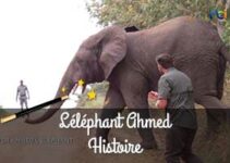 L'éléphant Ahmed histoire