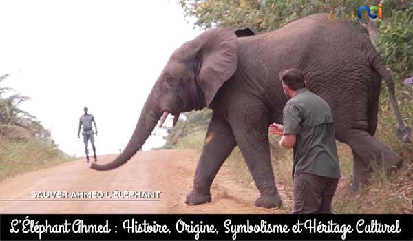 L’Éléphant Ahmed : Histoire, Origine.